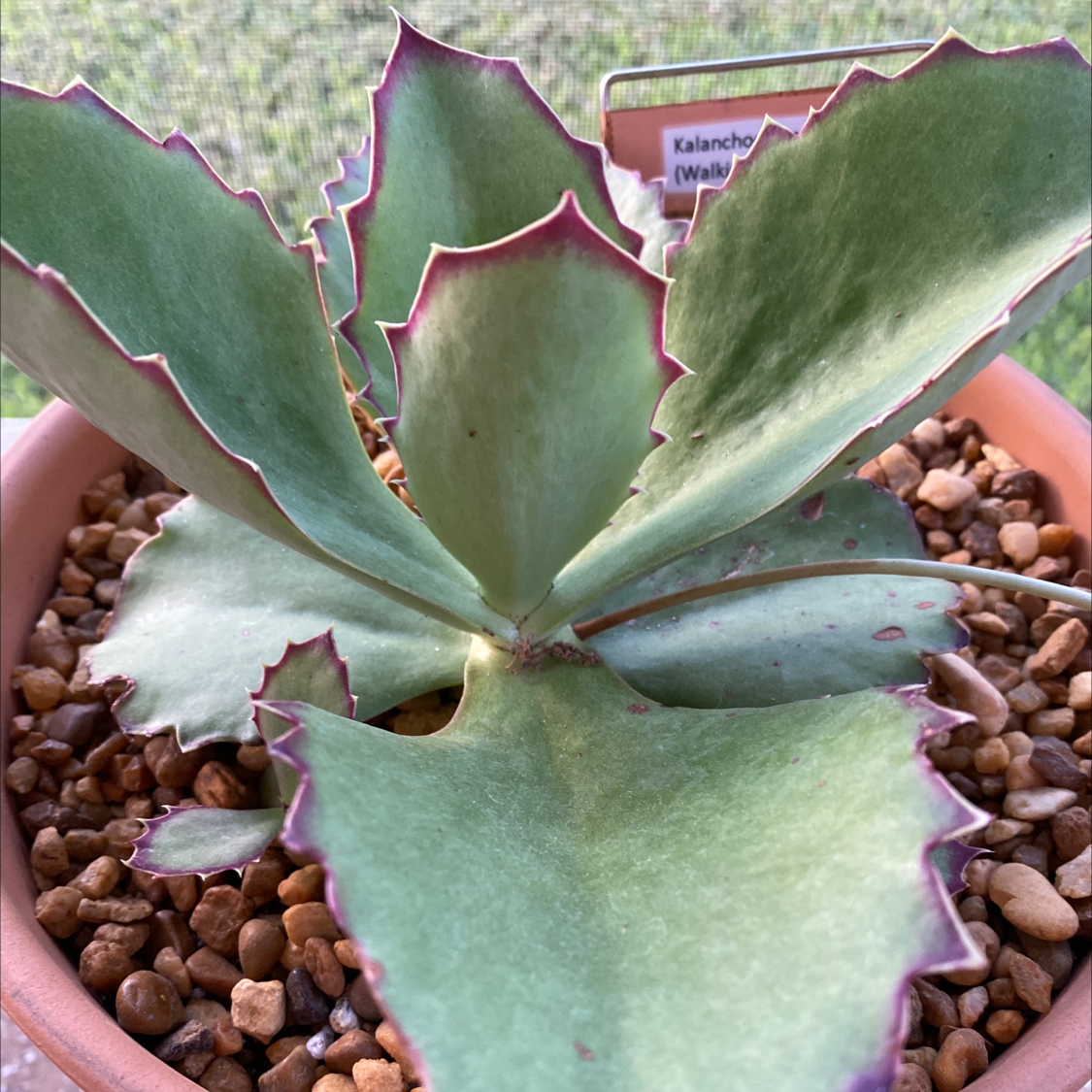 Photo of the plant species Walking Kalanchoe by Katherine named Kalanchoe synsepala on Greg, the plant care app