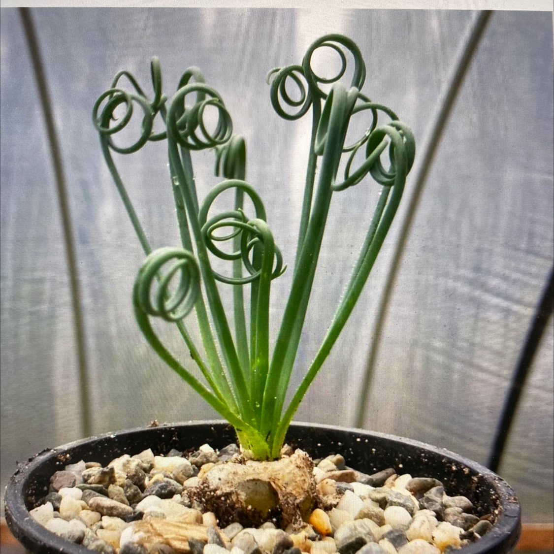 Frizzle Sizzle plant with curly leaves in a pot with visible soil and pebbles.