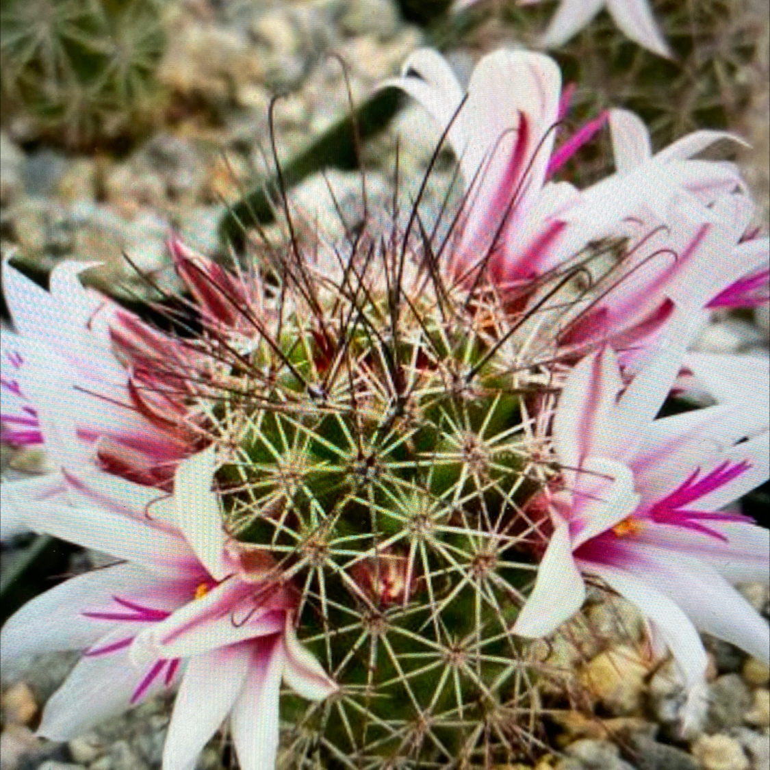 Photo of the plant species Mammillaria fraileana by Katherine named Mammillaria fraileana on Greg, the plant care app