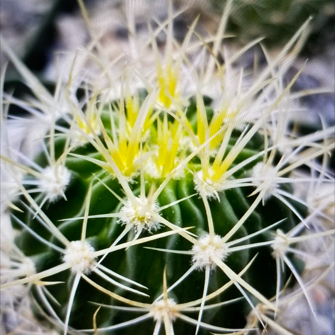 Plant care for Brain Cactus on Greg, the plant care app