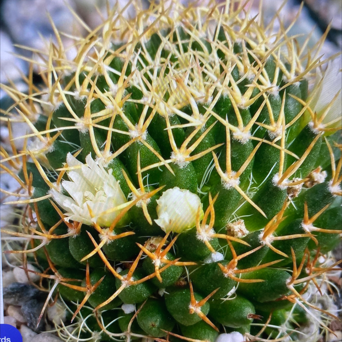 Photo of the plant species Bird's Nest Mammillaria by Katherine named Mammillaria camtotricha marnier on Greg, the plant care app