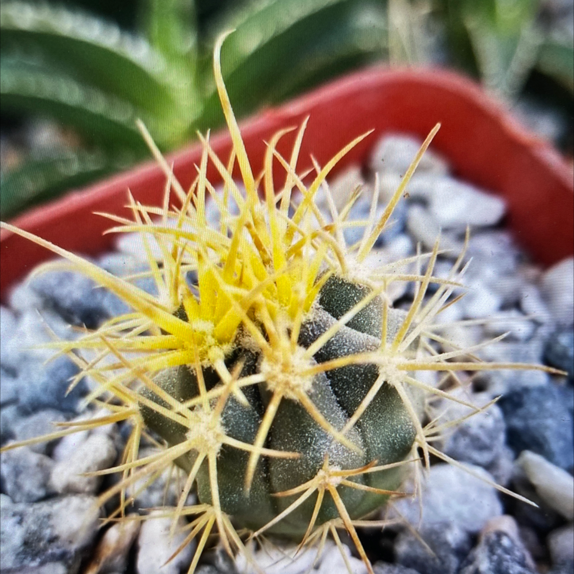 Photo of the plant species Ferocactus chrysacanthus by Katherine named Ferocactus chrysacanthus on Greg, the plant care app