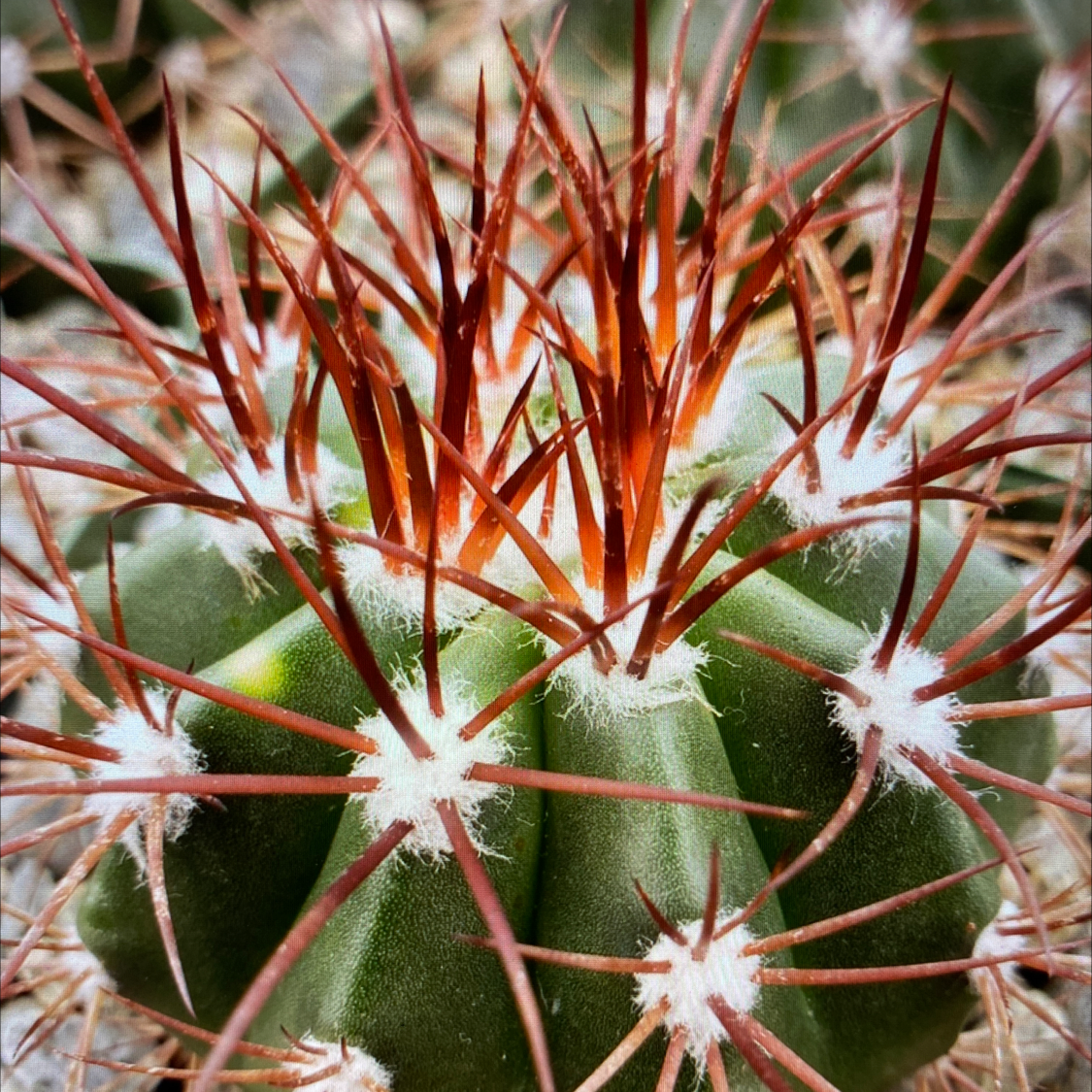 Photo of the plant species Melocactus azureus ferreophilus by Katherine named Melocsctus azureus ferreophilus on Greg, the plant care app