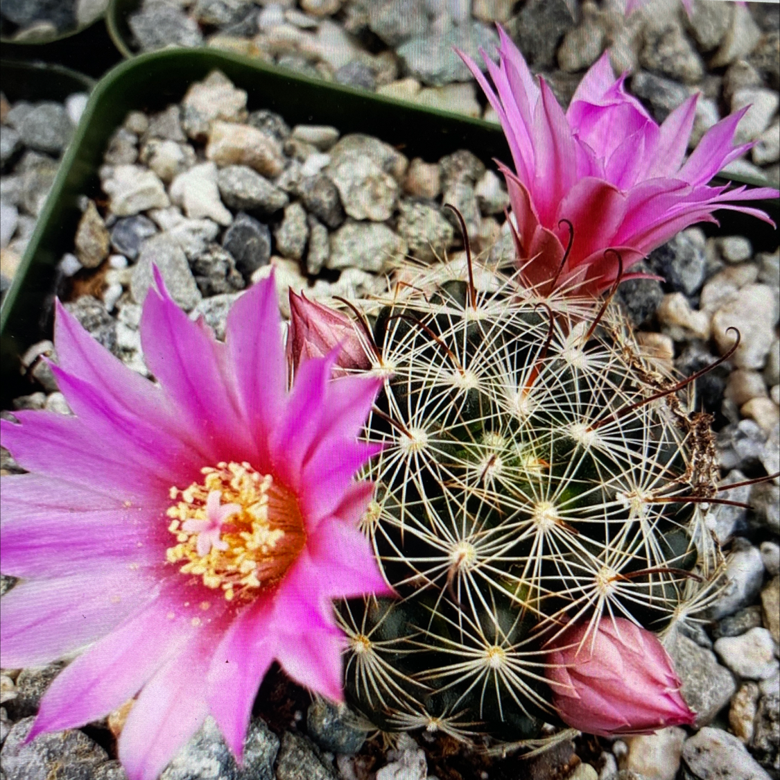 Photo of the plant species Mammillaria longiflora stampferi by Katherine named Mammillaria longiflora stampferi on Greg, the plant care app