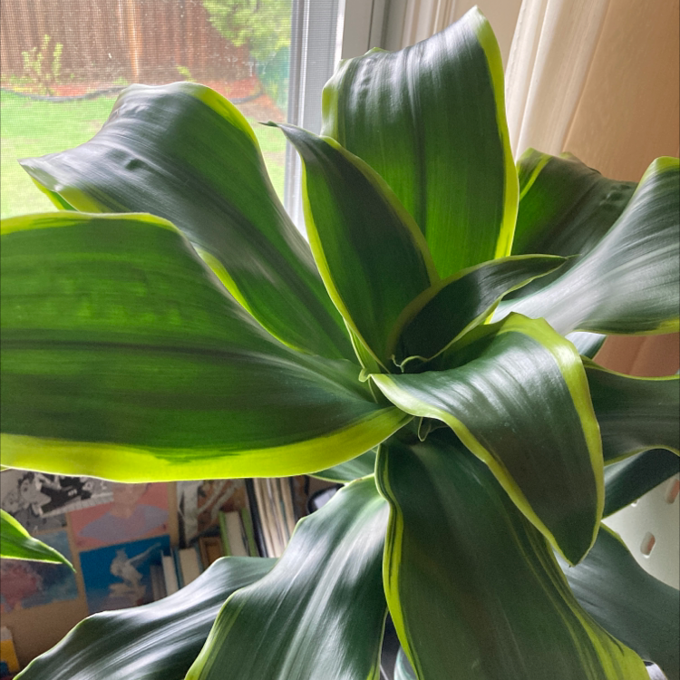 Dracaena Dorado plant with broad green leaves and yellow edges, appears healthy.