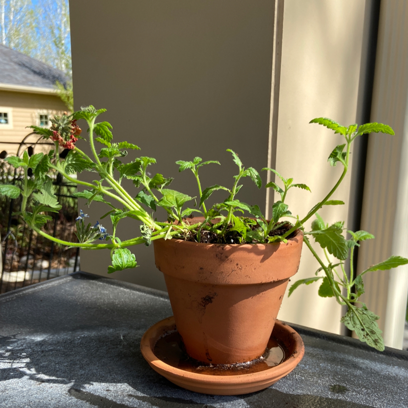 Photo of the plant species Verbena canadensis by @hopey named Sir Plancelot on Greg, the plant care app