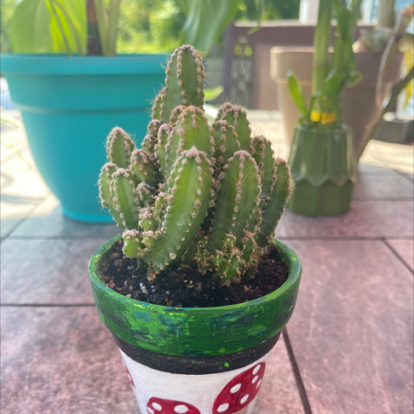 Dragonfruit plant photo by @catandplantlover1 named Socrates on Greg, the plant care app.