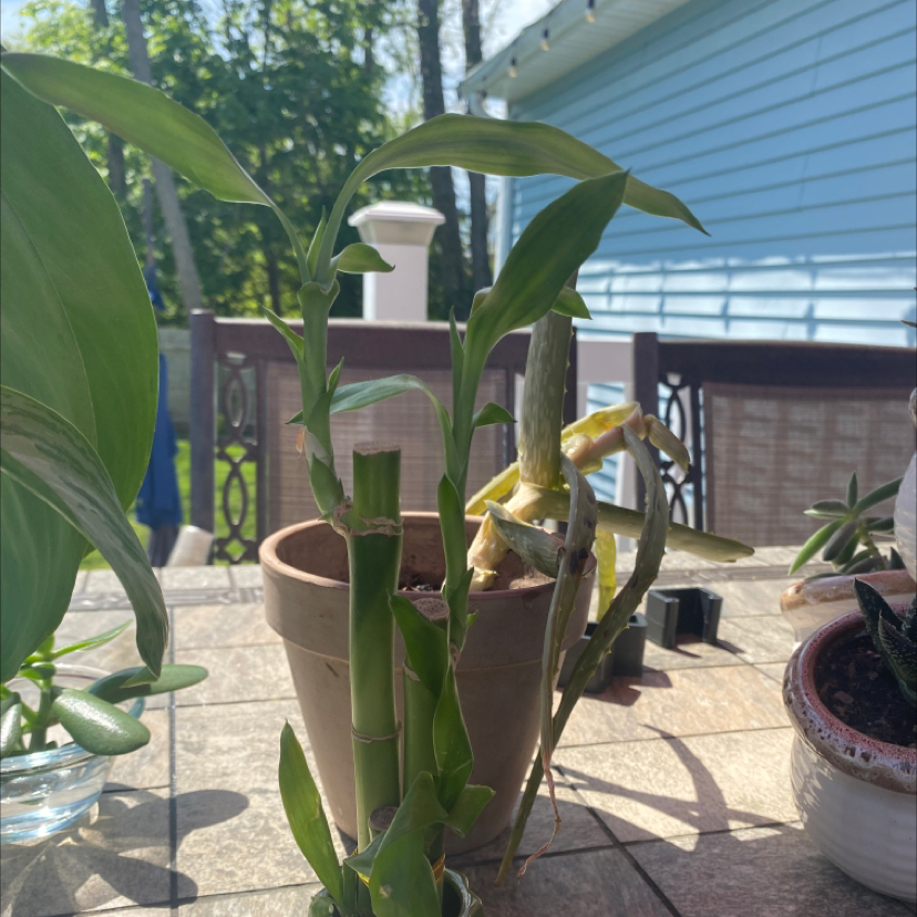 Lucky Bamboo plant photo by @catandplantlover1 named Confucius on Greg, the plant care app.
