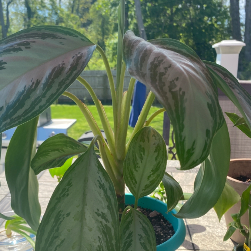 Chinese Evergreen plant photo by @catandplantlover1 named Aristotle on Greg, the plant care app.