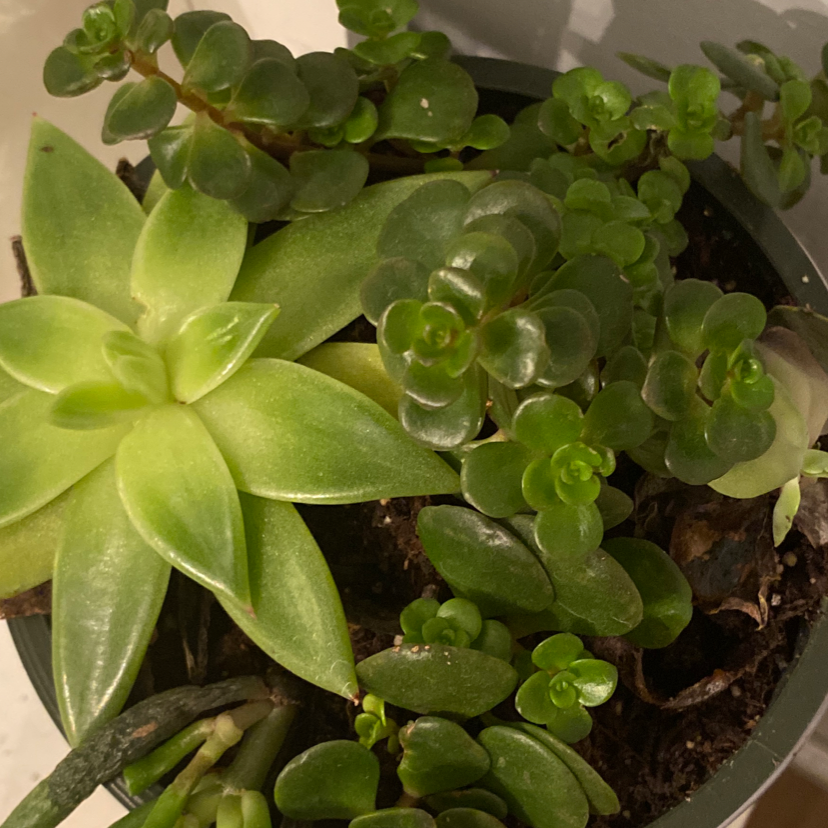Crassula cotyledonis plant photo by @catandplantlover1 named da Vinci on Greg, the plant care app.