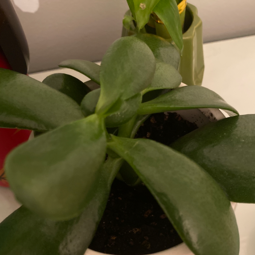 Lucky Plant plant photo by @catandplantlover1 named Plato on Greg, the plant care app.