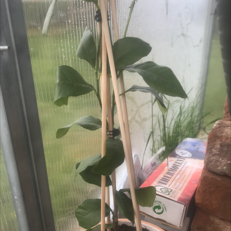 Young orange tree plant supported by wooden stakes, with healthy green leaves.