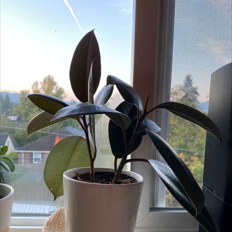 Healthy rubber plant with glossy green leaves in white pot on windowsill