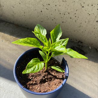 Pepper Plant plant in Vancouver, British Columbia