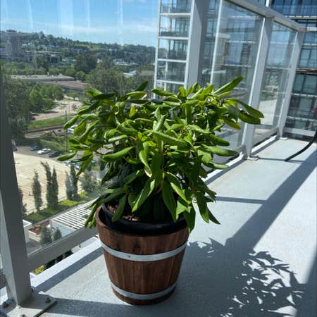 Photo of the plant species California Rhododendron by @Dana named Roland on Greg, the plant care app