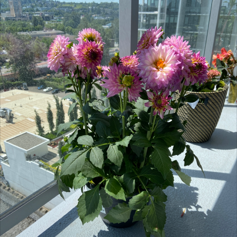 Photo of the plant species Garden Dahlia by @Dana named Amy on Greg, the plant care app