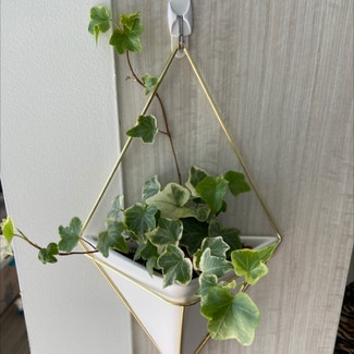 English Ivy plant in Vancouver, British Columbia