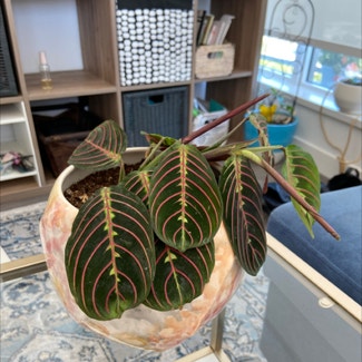 Red Prayer Plant plant in Vancouver, British Columbia