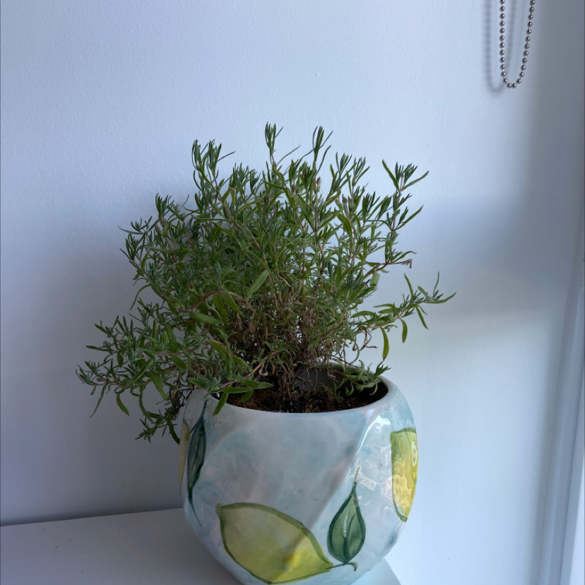 Photo of the plant species Lavender by @Dana named Lola on Greg, the plant care app