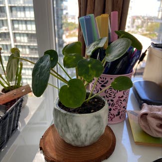 Chinese Money Plant plant in Vancouver, British Columbia
