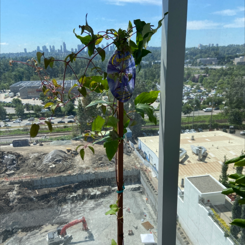 Photo of the plant species Evergreen clematis by @Dana named Viola on Greg, the plant care app