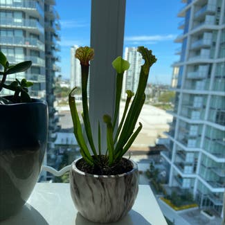 White Topped Pitcher Plant plant in Vancouver, British Columbia