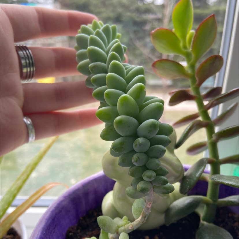 Burro's Tail plant photo by @willowkehler named deaky on Greg, the plant care app.