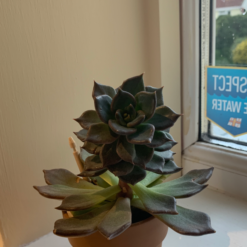 Lipstick Echeveria plant photo by @millybat10 named Thor on Greg, the plant care app.