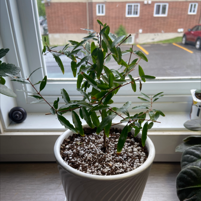 Photo of the plant species Pomegranate by Vicky named Granatum on Greg, the plant care app
