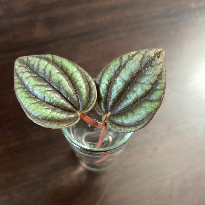 Piccolo Banda plant with two patterned leaves in a glass container.