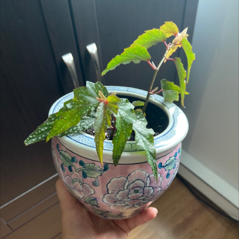 Angel Wing Begonia plant in a decorative pot, held by a hand.
