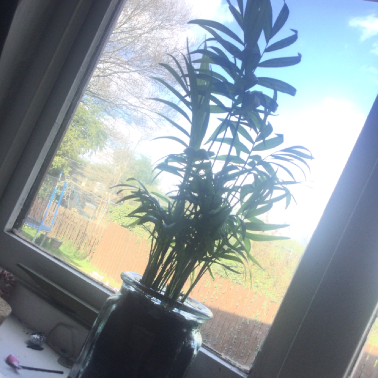 Parlour Palm plant photo by @jazthemushroom named Norton on Greg, the plant care app.