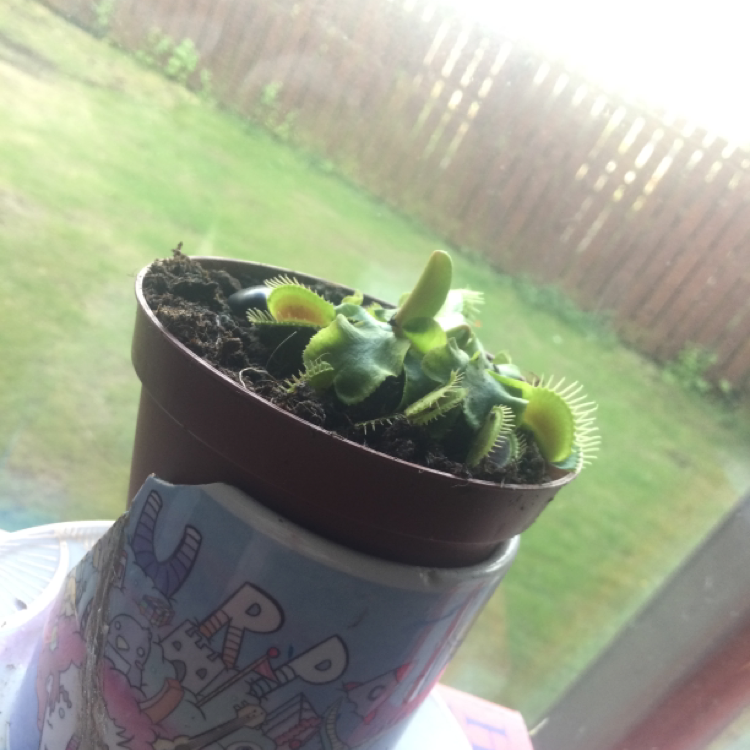 Red Piranha plant photo by @jazthemushroom named vinnie on Greg, the plant care app.