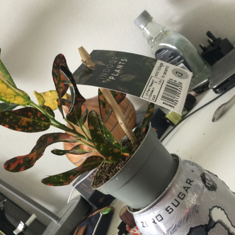 Bush on Fire Croton plant photo by @jazthemushroom named edith on Greg, the plant care app.