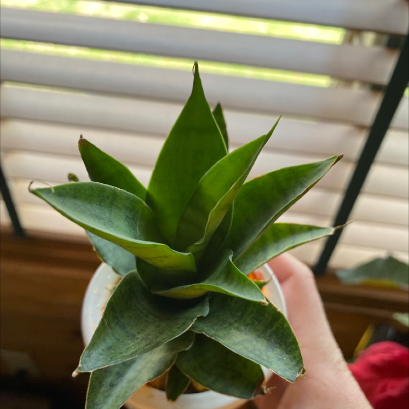 Bird's Nest Snake Plant with green, upright leaves, held by a hand.