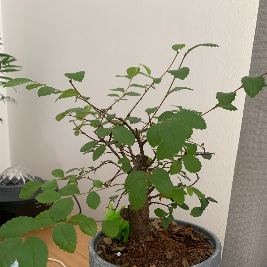 A healthy bonsai Chinese Elm tree in a shallow pot, with small green leaves and an aged, gnarled trunk and branches.