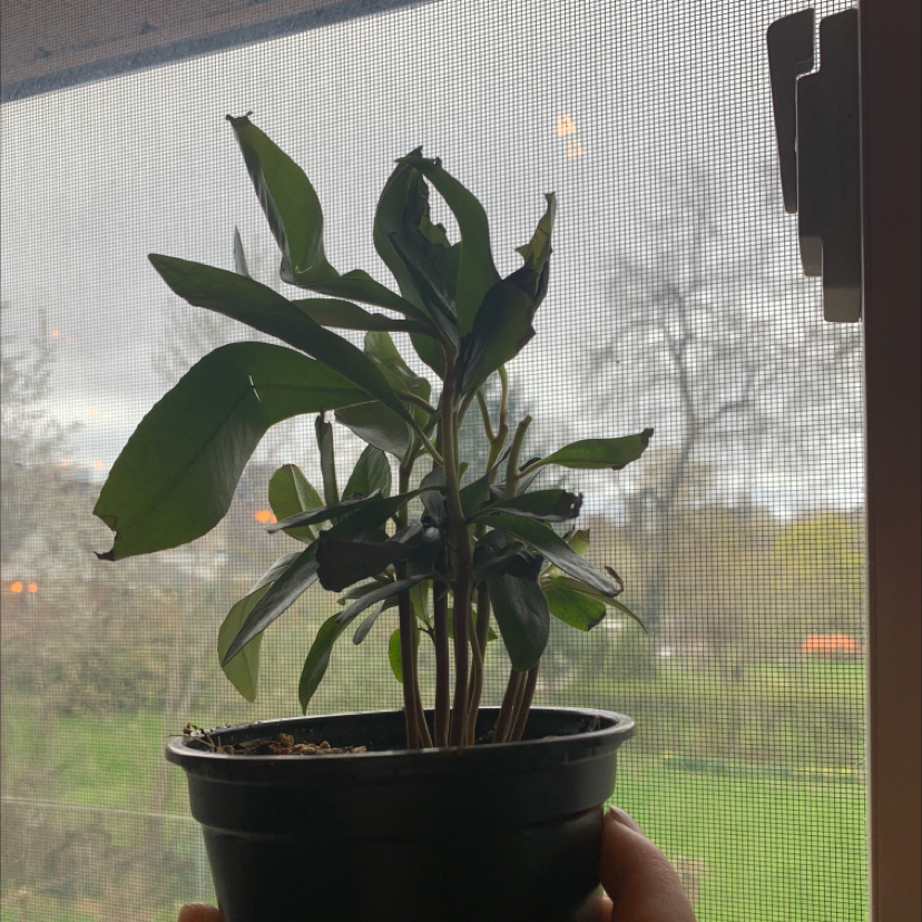 Potted Shoebutton plant held up against a window with a hand visible at the bottom.