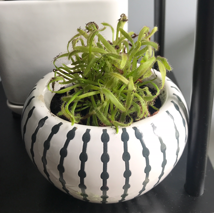 Cape Sundew plant in a decorative pot, appears healthy with visible soil.