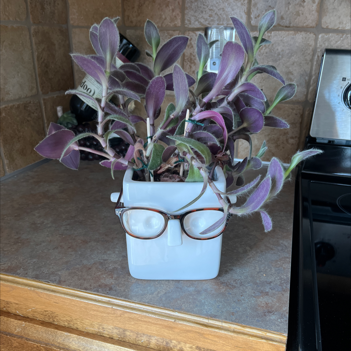 Wandering Dude 'Burgundy' plant in a white pot on a kitchen counter.