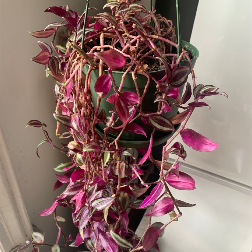 Spiderwort plant photo by @Faghag named reason y I’m suicidal ^ on Greg, the plant care app.