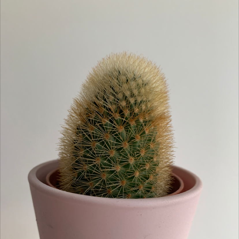 Spiny Pincushion Cactus in a pink pot, well-centered and healthy.