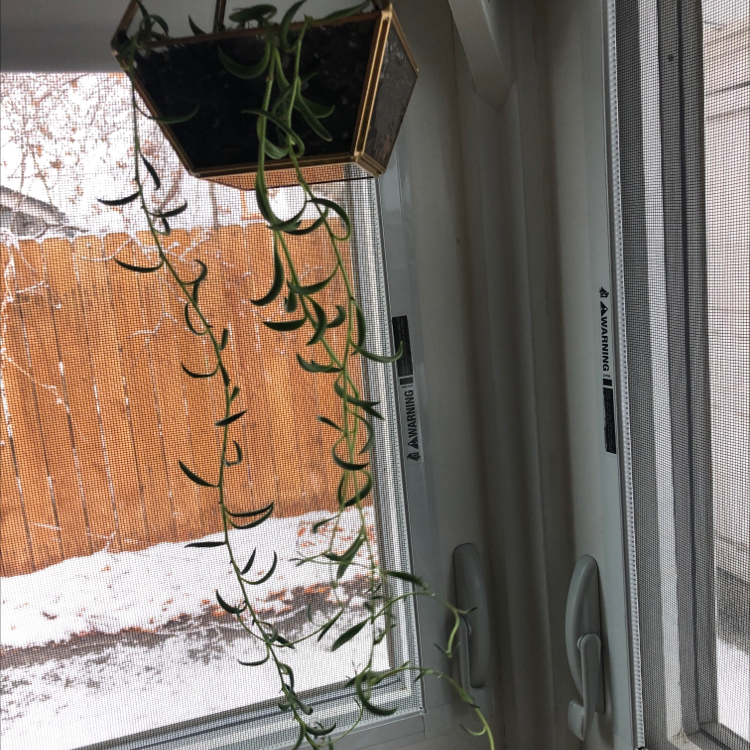 Healthy String of Bananas succulent plant in hanging basket near sunny window, with long trailing stems and banana-shaped leaves.