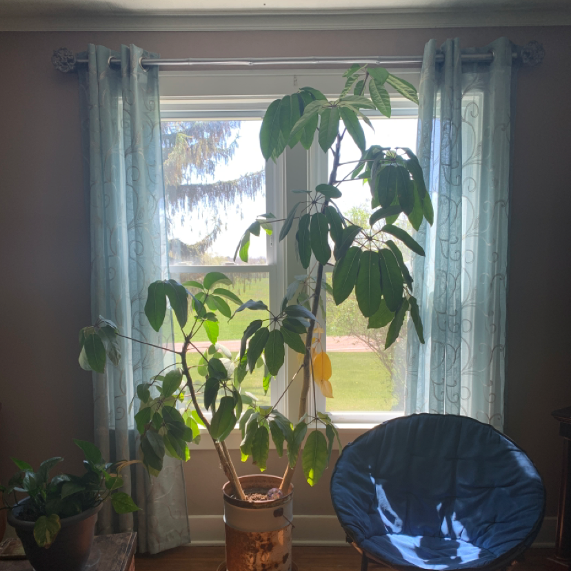 Alpine Schefflera plant with some yellowing leaves in front of a window.