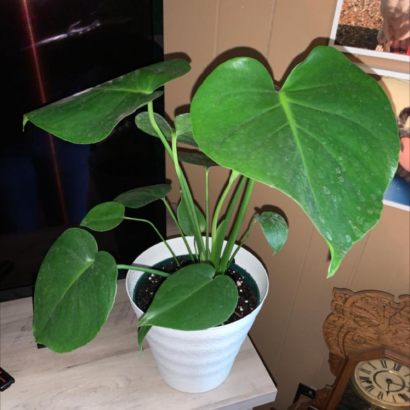 Healthy, mature Chinese taro plant with vibrant green heart-shaped leaves in a white decorative pot.