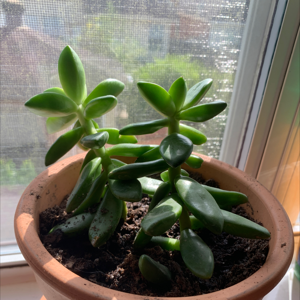 Photo of the plant species Golden Sedum by @Katmathilda named Jeff on Greg, the plant care app