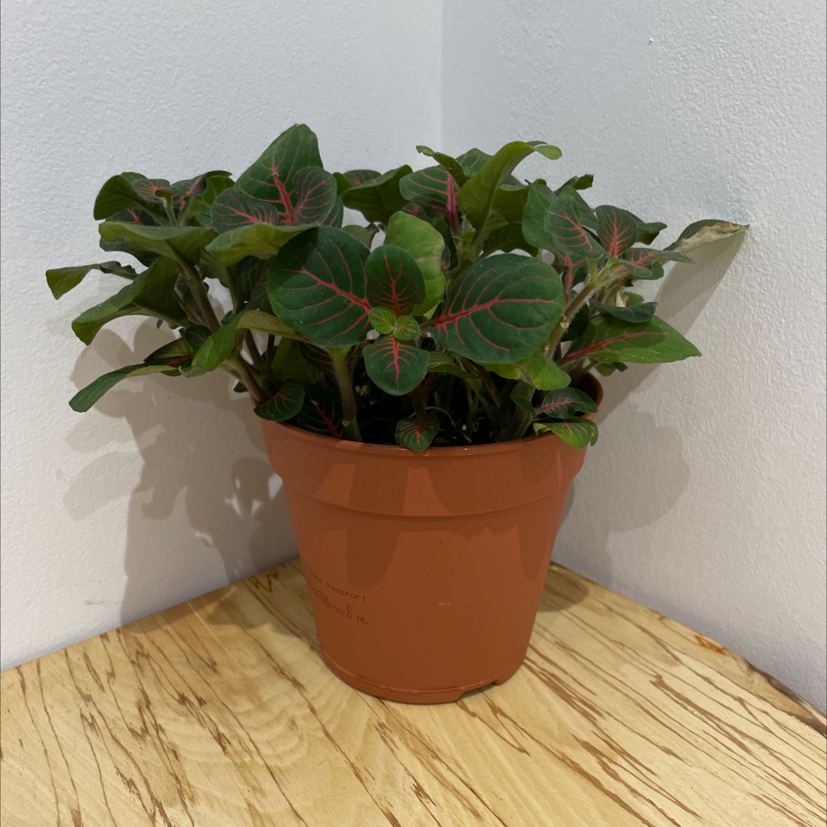 Healthy Herbst's Bloodleaf plant in terracotta pot with dark green leaves and red veins on wooden surface.
