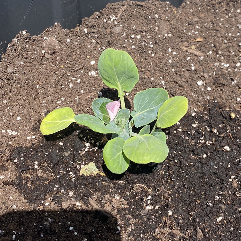 Young, healthy wild cabbage plant with vibrant green rounded leaves growing in nutrient-rich soil.