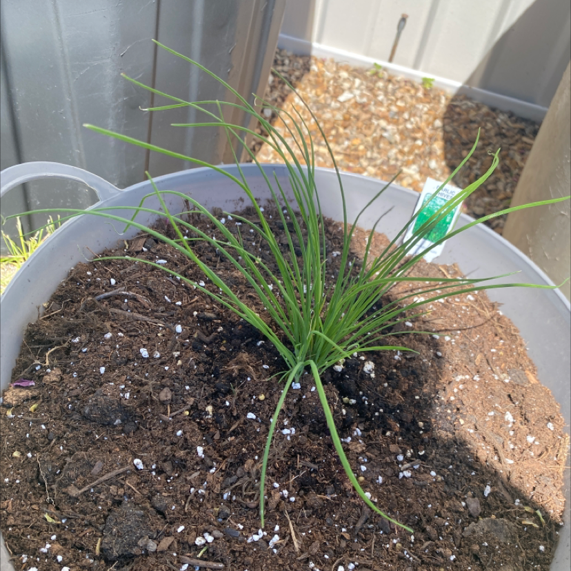 Potted Chinese Chives plant with healthy green leaves and visible soil.