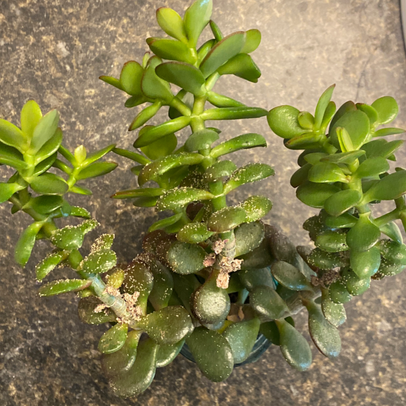 Why Are There Black Spots on My Tree Stonecrop Leaves?