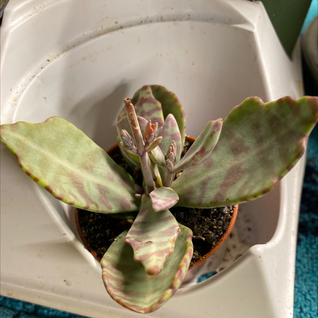 Donkey Ears plant in a small pot with mottled leaves and visible soil.